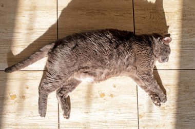 Şişman gri bir kedinin yakın plan çekimi. Güneşin altında yatar. Evin iç kısmında, yatay bir fayans üzerinde.