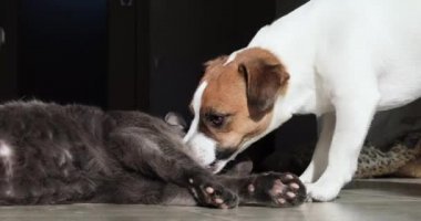 Jack Russell Terrier, güneşin altında güneşlenen gri bir kediyi yalıyor..