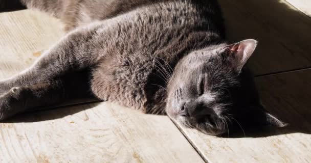 Tlustá Šedá Kočka Leží Slunci Interiéru Domu Dlaždici Horizontální — Stock video