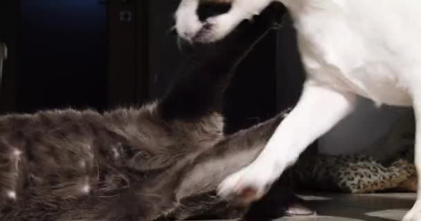 灰色の猫は家の中の太陽の下でジャック ラッセル テリアと積極的に遊ぶ — ストック動画