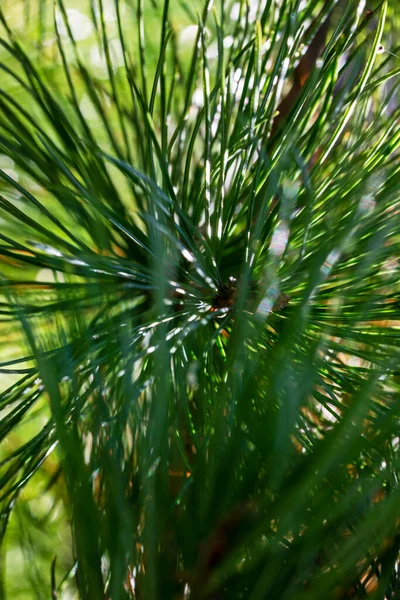 추리력있는 크리스마스 가문비나무 베티카 — 스톡 사진