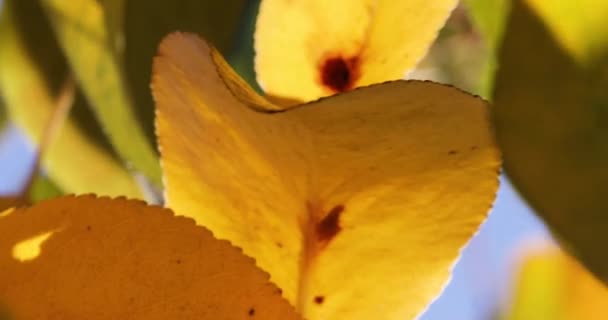 Zblízka Žluté Hruškovité Listy Slunečného Dne Proti Modré Obloze Roční — Stock video