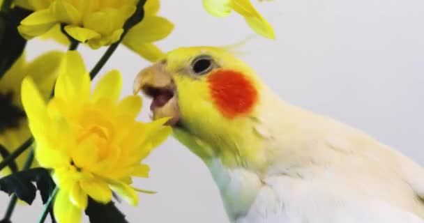 Komik Papağan Arka Planda Gagasıyla Kasımpatı Yaprakları Topluyor — Stok video