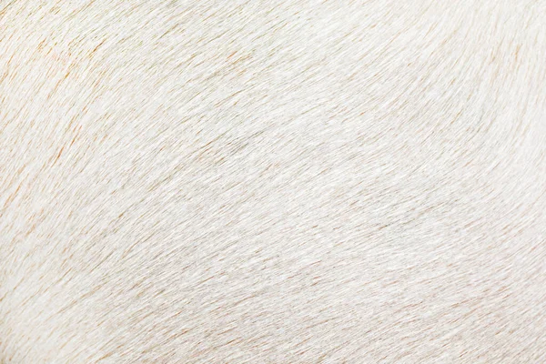 Αφηρημένο Φόντο Λευκό Μαλλί Closeup Horizonta — Φωτογραφία Αρχείου