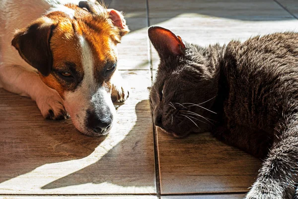 Carino Jack Russell Terrier Con Gatto Grigio Addormentarsi Dopo Aver — Foto Stock