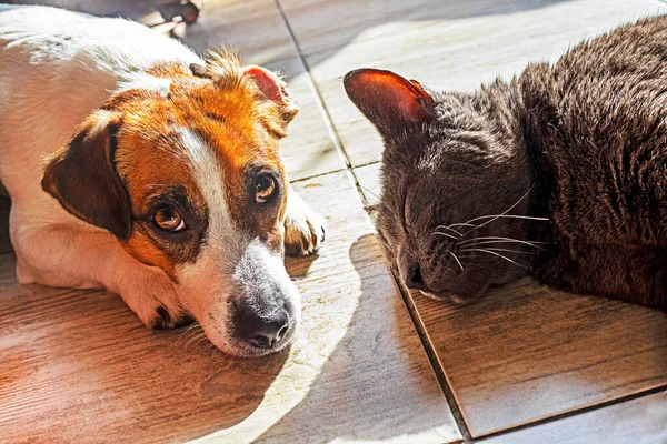 Schattig Jack Russell Terrier Met Een Grijze Kat Zonnebaden Vloer — Stockfoto