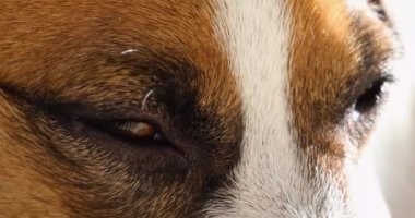 Jack Russell Terrier 'in uykuya daldığında gözlerini kırpan yakın plan görüntüsü..