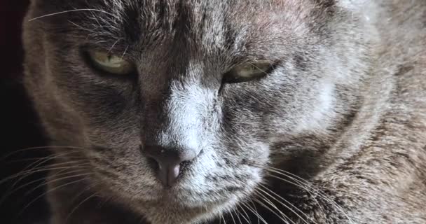 一只灰色睡猫的嘴在阳光照射下的特写 — 图库视频影像