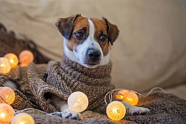 Cute Jack Russell Terrier Brown Sweater Leather Sofa Lanterns Turned — Stock Photo, Image