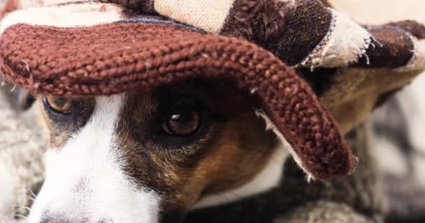 Eye Jack Russell Terrier Primer Plano Boina Después Walk Mp4 — Vídeos de Stock