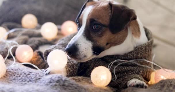 Jack Russell Terrier Kötött Pulóverben Fekszik Egy Bőrkanapén Kerek Lámpákkal — Stock videók