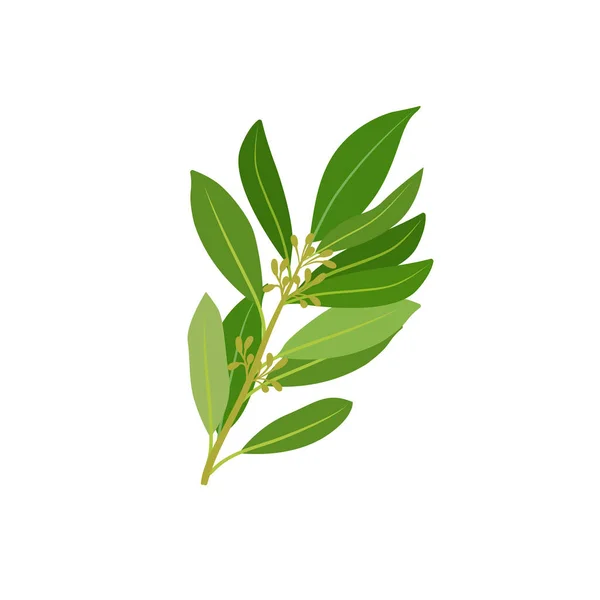 Una ramita de hojas frescas de laurel — Archivo Imágenes Vectoriales
