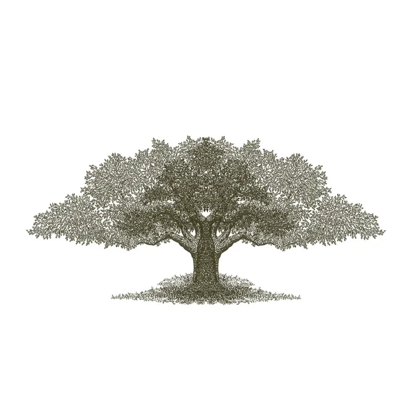Träd Stockfoto