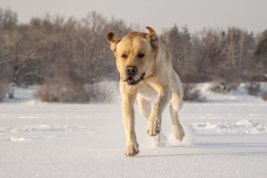 Labrador çalışan