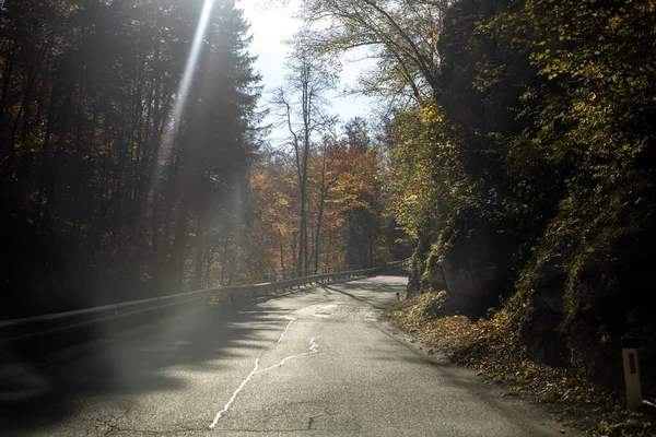 Vezetés aszfaltozott úton őszi sárga erdőben — Stock Fotó