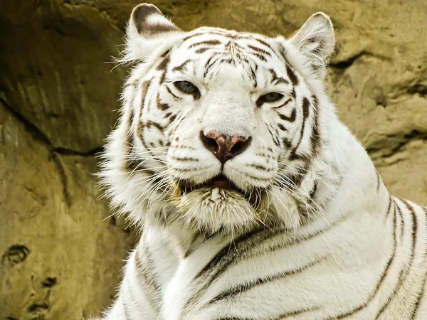在莫斯科动物园里的白老虎 图库图片