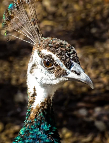 De vrouw van de peacock in Moskou dierentuin — Stockfoto