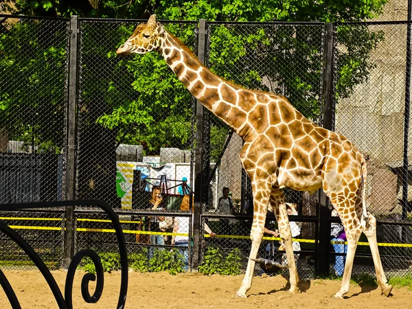 长颈鹿在莫斯科动物园里的参孙加莱托维奇 leningradov 免版税图库图片