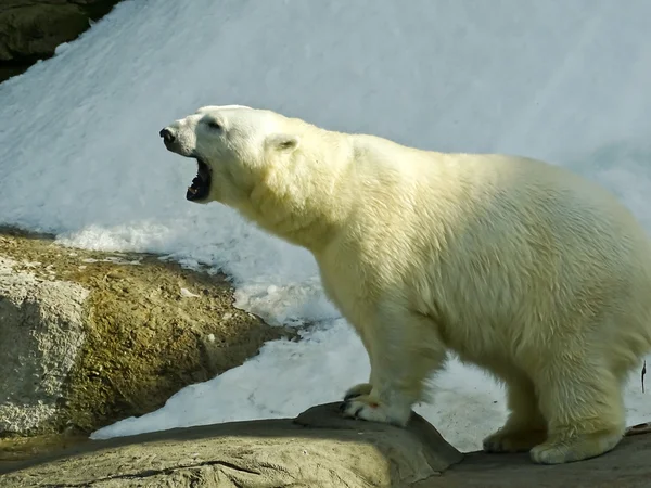 Witte beer in de dierentuin van Moskou Rechtenvrije Stockafbeeldingen