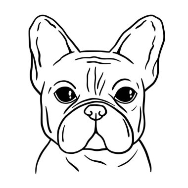  Fransız bulldog siyah beyaz el portresi çizmiş. Fransız buldog suratı hizada. Köpek kafası. Tatlı ağızlık Fransız Bulldog 'u..