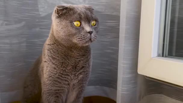 Belo Gato Cinza Raça Scottish Fold Perto Das Barras Brancas — Vídeo de Stock