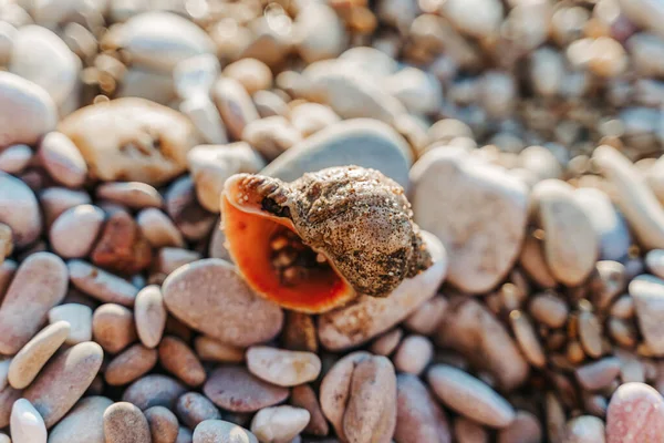 日落时 海滩上的卵石上躺着一个巨大的贝壳 — 图库照片