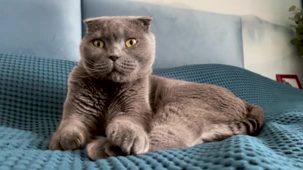 Μια Γκρι Scottish Fold Γάτα Βρίσκεται Ένα Κρεβάτι Ένα Μπλε — Αρχείο Βίντεο