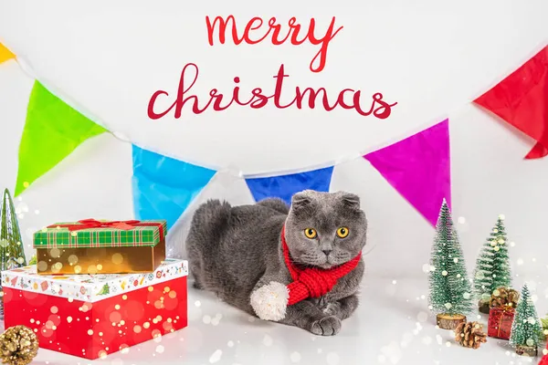 Beautiful New Year Christmas Card Cat Festival Decor Scottish Fold — Stock Photo, Image