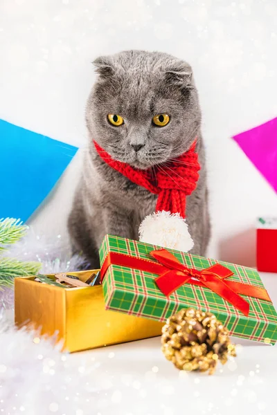 Egy Gyönyörű Szilveszter Karácsonyi Üdvözlőlap Egy Macskával Fesztivál Dekorációjából Skót — Stock Fotó