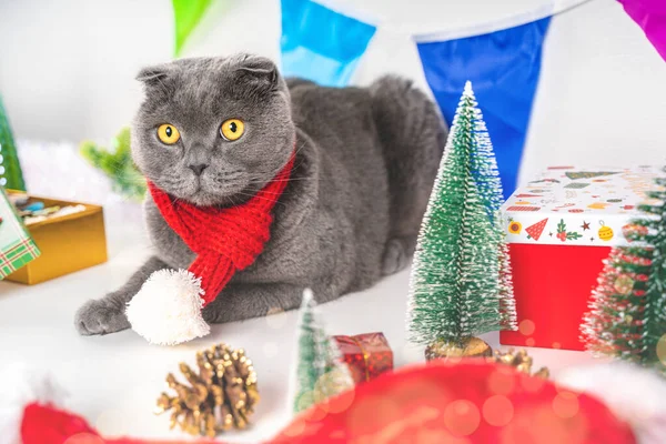 Egy Gyönyörű Szilveszter Karácsonyi Üdvözlőlap Egy Macskával Fesztivál Dekorációjából Skót — Stock Fotó