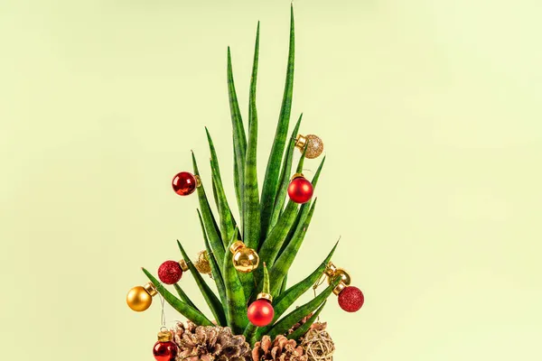 Christmas Background House Plant Sansevieria Decorated Christmas Tree Help Festive — Stock Photo, Image