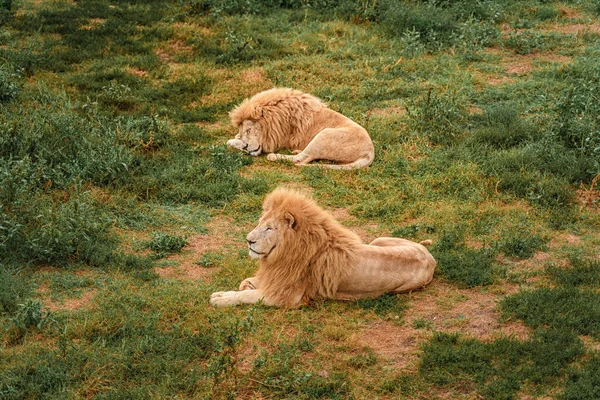 Львы Отдыхают Траве — стоковое фото