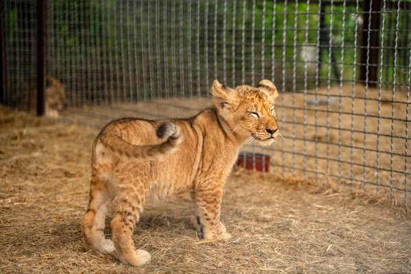 Mały Lew Zagrodzie Zoo — Zdjęcie stockowe