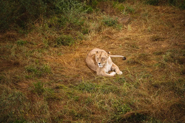Lwy Spoczywają Trawie — Zdjęcie stockowe