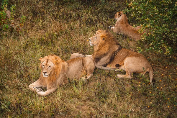 Львы Отдыхают Траве — стоковое фото