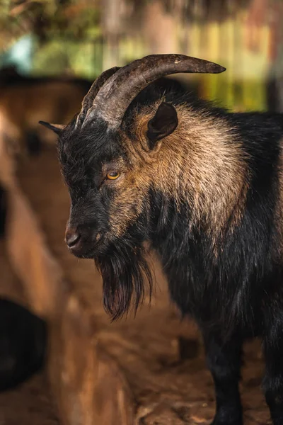 Retrato Uma Cabra Negra Uma Fazenda — Fotografia de Stock