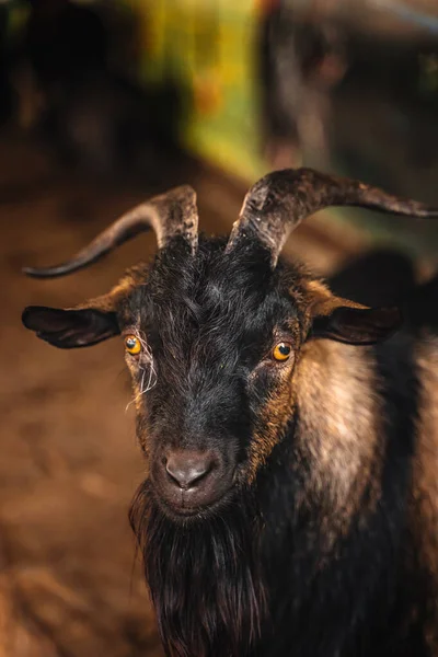 Retrato Una Cabra Negra Una Granja — Foto de Stock