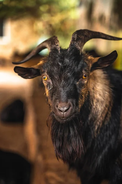 Egy Fekete Kecske Portréja Egy Farmon — Stock Fotó