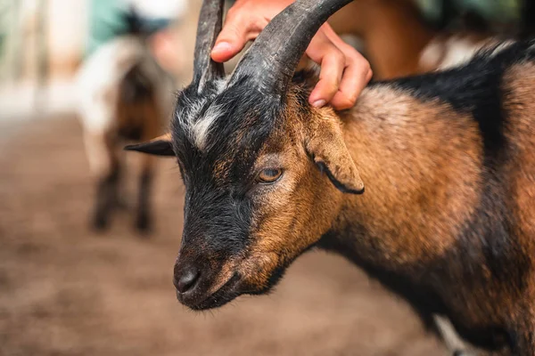 Egy Fekete Kecske Portréja Egy Farmon — Stock Fotó