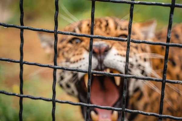 Leopard Plotem Klece Zoo Divoká Zvířata Zoo Selektivní Zaměření Mřížce — Stock fotografie