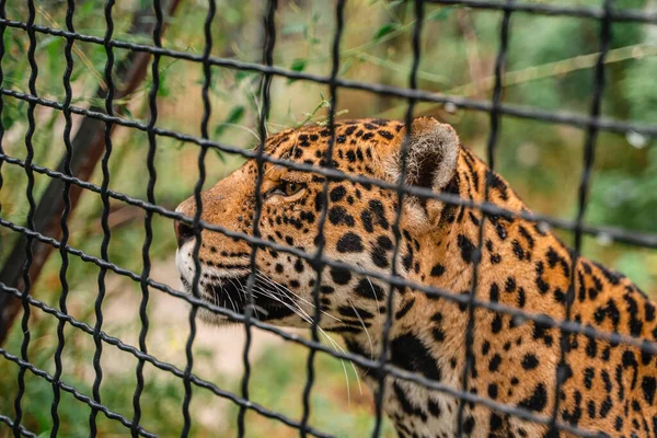 Leopardo Detrás Cerca Jaula Zoológico Animales Salvajes Zoológico Enfoque Selectivo —  Fotos de Stock