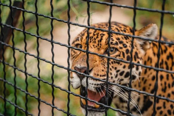 Lampart Płotem Klatki Zoo Dzikie Zwierzęta Zoo Skupienie Selektywne Pośrednictwem — Zdjęcie stockowe