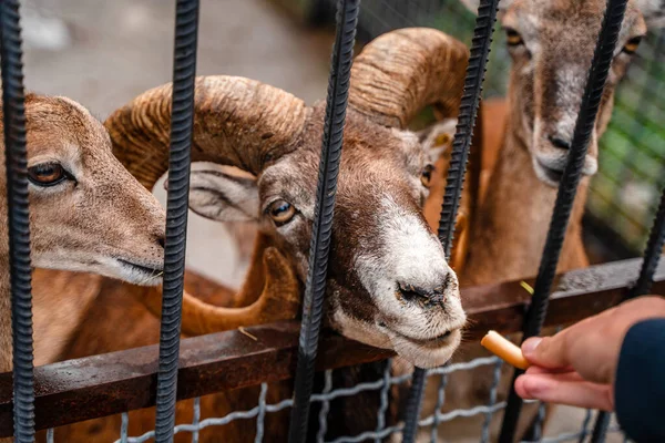 Młode Dorosłe Kozy Błagają Jedzenie Zwiedzających Zoo — Zdjęcie stockowe