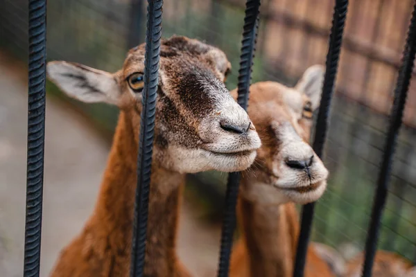 Młode Dorosłe Kozy Błagają Jedzenie Zwiedzających Zoo — Zdjęcie stockowe