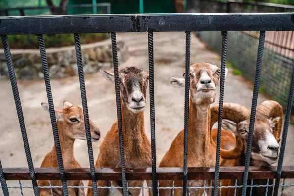 Młode Dorosłe Kozy Błagają Jedzenie Zwiedzających Zoo — Zdjęcie stockowe