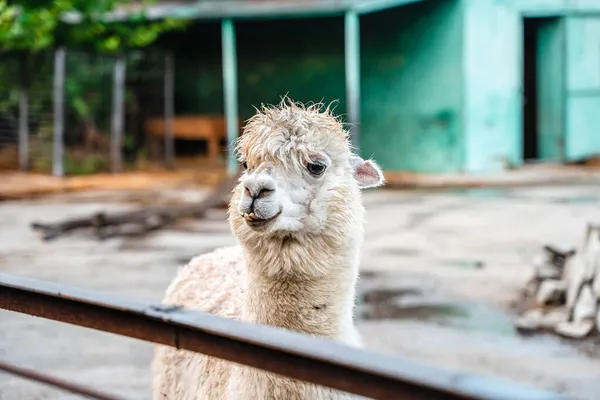 Porträt Eines Süßen Weißen Lamas Zoo — Stockfoto