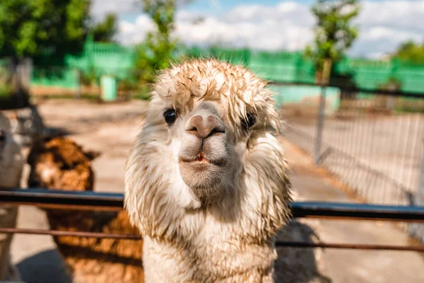 Portret Uroczej Białej Lamy Zoo — Zdjęcie stockowe