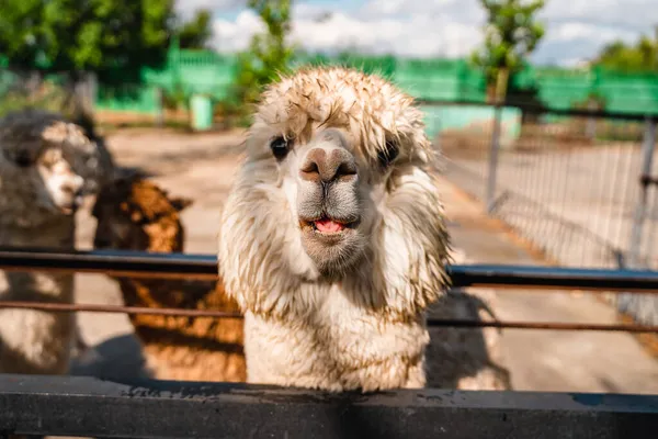 Porträt Eines Süßen Weißen Lamas Zoo — Stockfoto