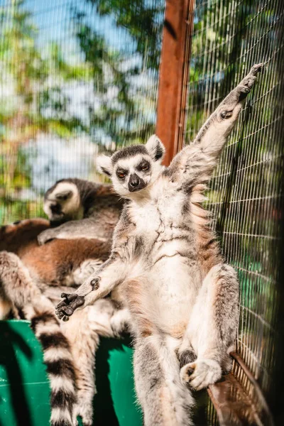 Roliga Söta Lemurer Zoo — Stockfoto