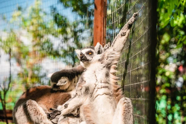 Roliga Söta Lemurer Zoo — Stockfoto